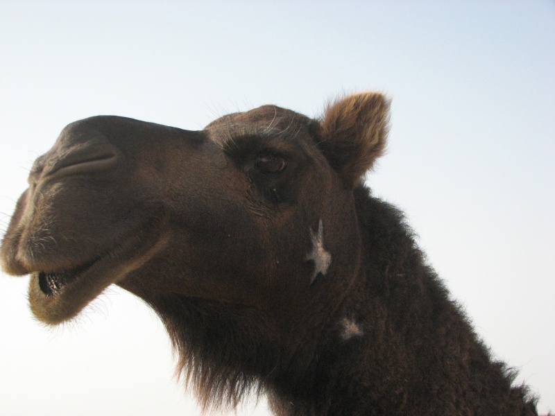 Wielbłąd na pustyni