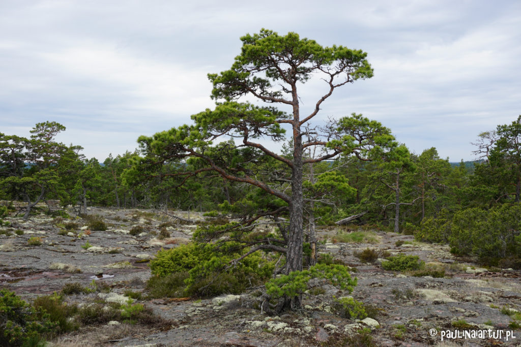 Silne drzewa wyrastające ze skał