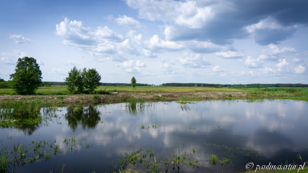 Wypatrywanie bocianów w Pętowie może być ciężkie bez lornetki