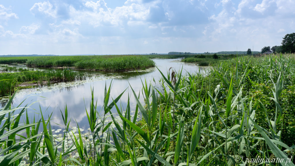 anastomozująca rzeka Narew w Narwiańskim Parku Narodowym