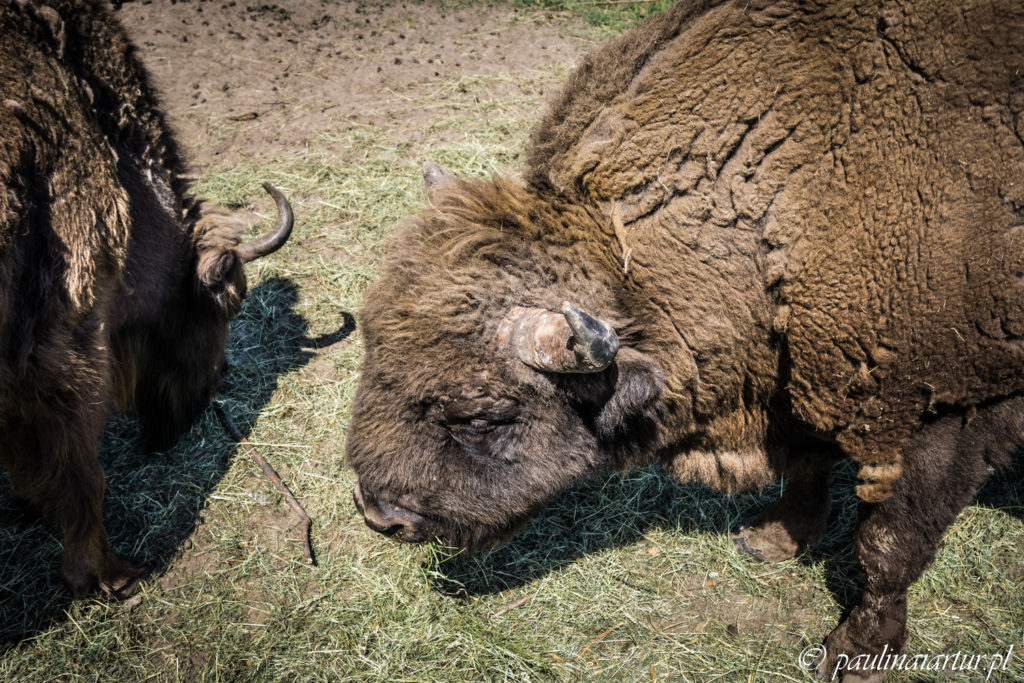 W podróży po Podlasiu nie mogło zabraknąć chrumkających żubrów